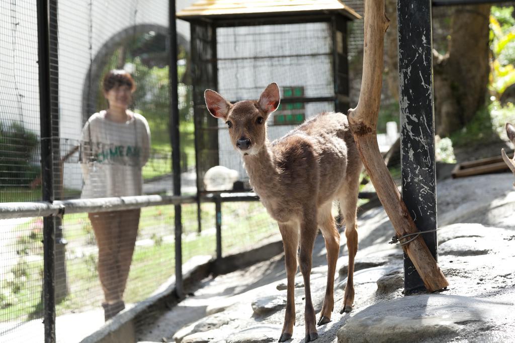 Hotel Royal Chihpin Wenquan Exteriér fotografie A young deer at the zoo